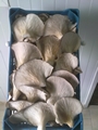 SETAS-EL-PINAR-Setas-cultivadas-Cultivated-mushrooms-Culture-de-champignons