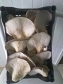 SETAS-EL-PINAR-Setas-cultivadas-Cultivated-mushrooms-Culture-de-champignons