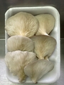 SETAS-EL-PINAR-Setas-cultivadas-Cultivated-mushrooms-Culture-de-champignons