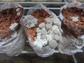 SETAS-EL-PINAR-Setas-cultivadas-Cultivated-mushrooms-Culture-de-champignons