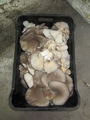 SETAS-EL-PINAR-Setas-cultivadas-Cultivated-mushrooms-Culture-de-champignons