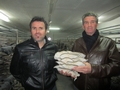 SETAS-EL-PINAR-Setas-cultivadas-Cultivated-mushrooms-Culture-de-champignons