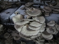 SETAS-EL-PINAR-Setas-cultivadas-Cultivated-mushrooms-Culture-de-champignons