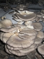 SETAS-EL-PINAR-Setas-cultivadas-Cultivated-mushrooms-Culture-de-champignons