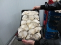 SETAS-EL-PINAR-Setas-cultivadas-Cultivated-mushrooms-Culture-de-champignons