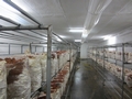 SETAS-EL-PINAR-Setas-cultivadas-Cultivated-mushrooms-Culture-de-champignons