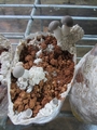 SETAS-EL-PINAR-Setas-cultivadas-Cultivated-mushrooms-Culture-de-champignons