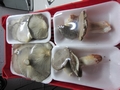 SETAS-EL-PINAR-Setas-cultivadas-Cultivated-mushrooms-Culture-de-champignons