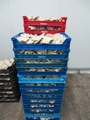 SETAS-EL-PINAR-Setas-cultivadas-Cultivated-mushrooms-Culture-de-champignons