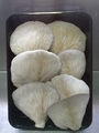 SETAS-EL-PINAR-Setas-cultivadas-Cultivated-mushrooms-Culture-de-champignons