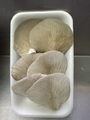 SETAS-EL-PINAR-Setas-cultivadas-Cultivated-mushrooms-Culture-de-champignons