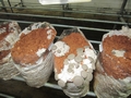 SETAS-EL-PINAR-Setas-cultivadas-Cultivated-mushrooms-Culture-de-champignons