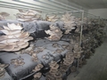 SETAS-EL-PINAR-Setas-cultivadas-Cultivated-mushrooms-Culture-de-champignons