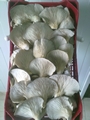 SETAS-EL-PINAR-Setas-cultivadas-Cultivated-mushrooms-Culture-de-champignons