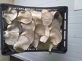 SETAS-EL-PINAR-Setas-cultivadas-Cultivated-mushrooms-Culture-de-champignons