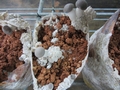 SETAS-EL-PINAR-Setas-cultivadas-Cultivated-mushrooms-Culture-de-champignons