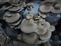 SETAS-EL-PINAR-Setas-cultivadas-Cultivated-mushrooms-Culture-de-champignons